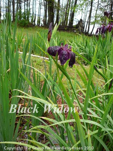 Black WIdow (2)